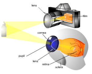 Eye graph visualization