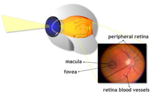 Retina graph visual